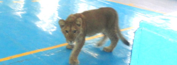 сальский лев