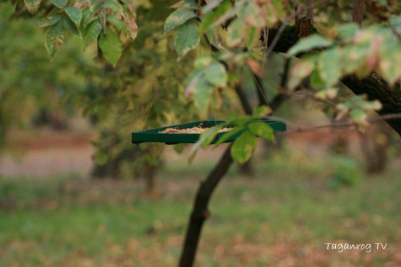 Taganrog osen foto (237)